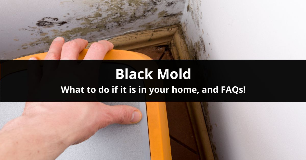 https://www.expresshomebuyers.com/wp-content/uploads/2023/01/what-to-do-if-you-find-black-mold-in-your-home.jpg